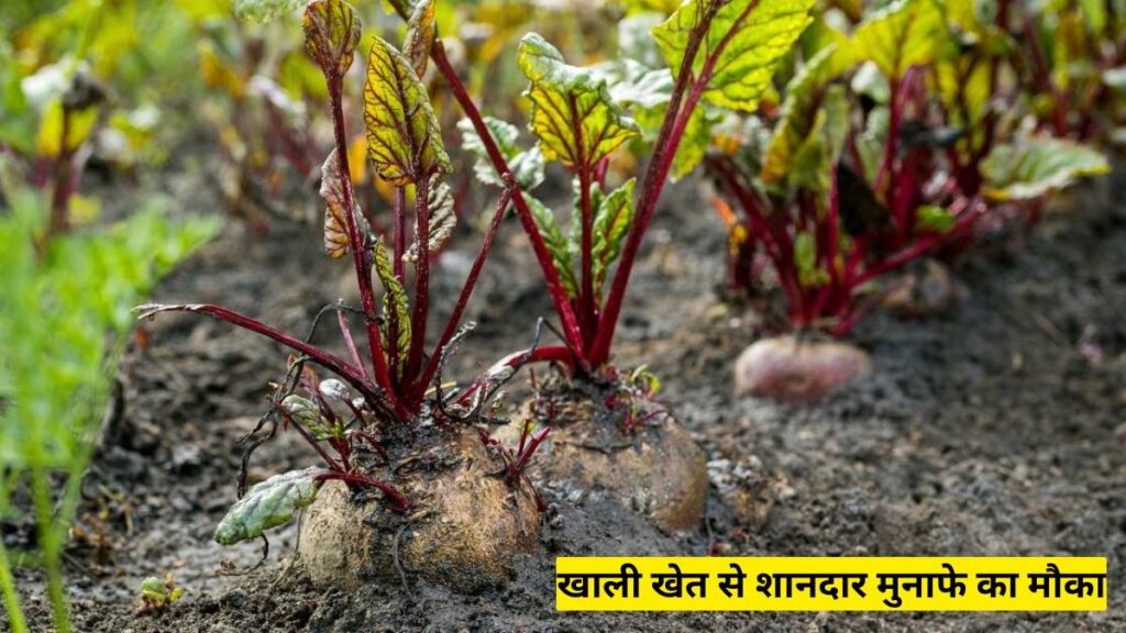 फरवरी में चकुंदर की खेती: 60–70 दिनों में तैयार फसल, खाली खेत से शानदार मुनाफे का मौका फरवरी में चकुंदर की खेती 60–70 दिनों में तैयार फसल, खाली खेत से शानदार मुनाफे का मौका