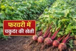 फरवरी में चकुंदर की खेती 60–70 दिनों में तैयार फसल, खाली खेत से शानदार मुनाफे का मौका