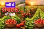 गर्मी में टमाटर की खेती और 30 दिन में कमाइए लाखों, जानिए किसान की सीक्रेट ट्रिक