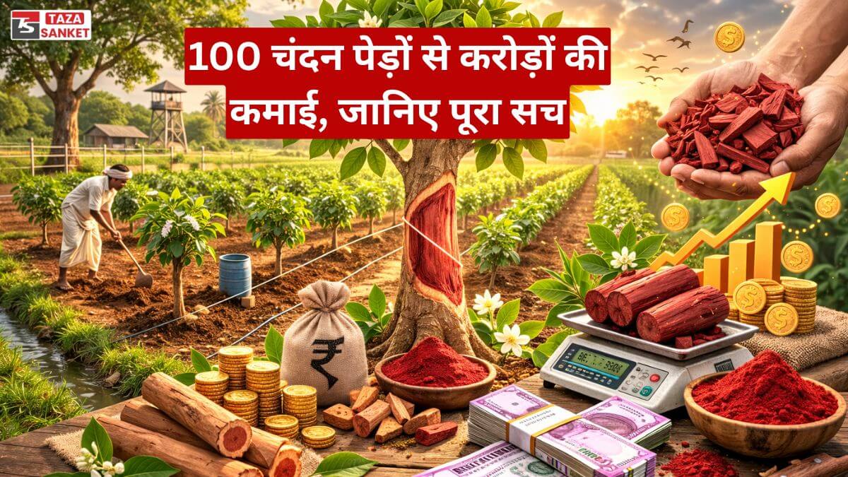 100 पेड़ों की चंदन की खेती से करोड़ों कमाई का सुनहरा मौका 100 पेड़ों की चंदन की खेती से करोड़ों कमाई का सुनहरा मौका