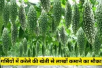 गर्मियों में करेले की खेती से लाखों कमाने का मौका, बस अपनाएं ये स्मार्ट तरीका