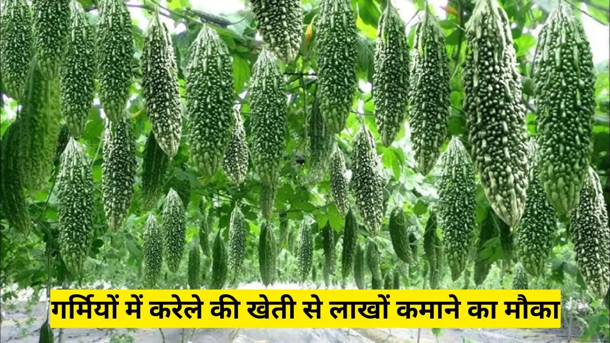 गर्मियों में करेले की खेती से लाखों कमाने का मौका, बस अपनाएं ये स्मार्ट तरीका