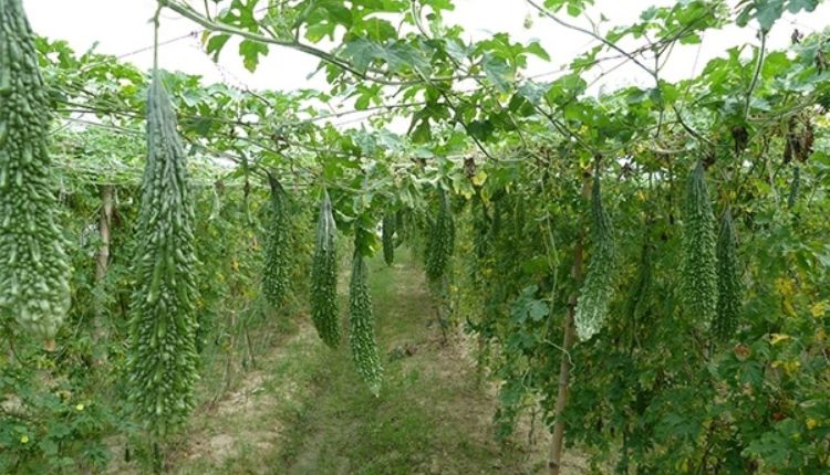 गर्मियों में करेले की खेती से लाखों कमाने का मौका, बस अपनाएं ये स्मार्ट तरीका