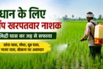 धान की फसल में खरपतवार से परेशान किसान, जानिए सबसे असरदार खरपतवार नाशक और सही स्प्रे का समय