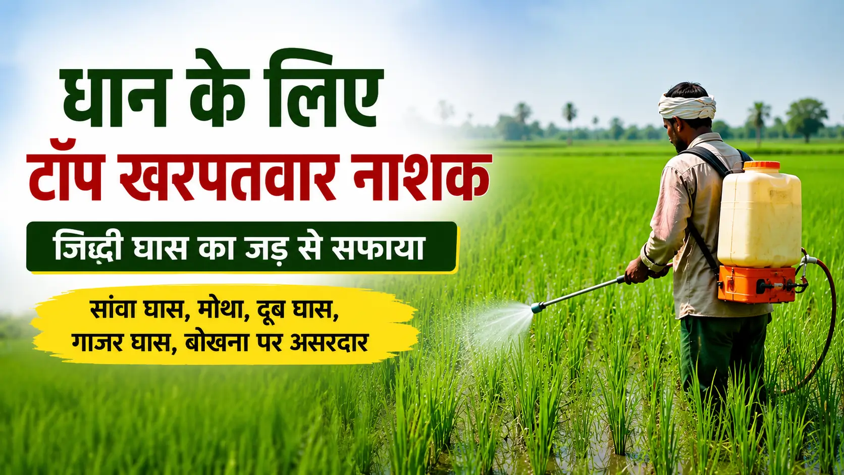 धान की फसल में खरपतवार से परेशान किसान, जानिए सबसे असरदार खरपतवार नाशक और सही स्प्रे का समय