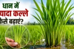 धान में ज्यादा कल्ले कैसे बढ़ाएं? जानिए सही खाद प्रबंधन और उत्पादन दोगुना करने का आसान तरीका
