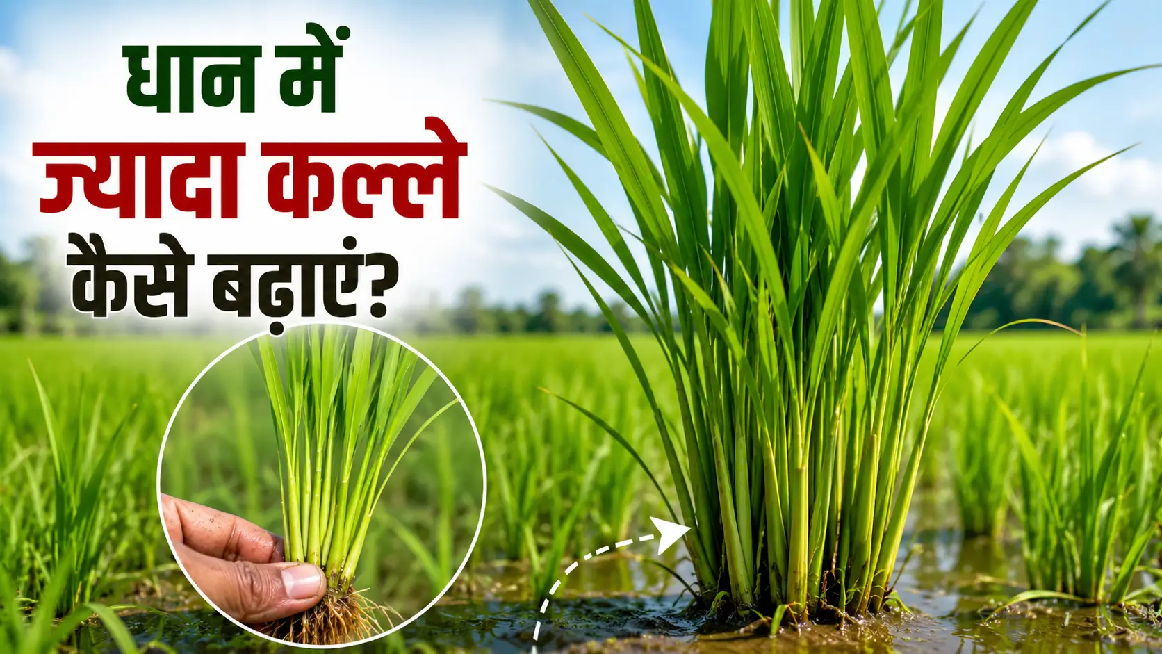 धान में ज्यादा कल्ले कैसे बढ़ाएं? जानिए सही खाद प्रबंधन और उत्पादन दोगुना करने का आसान तरीका